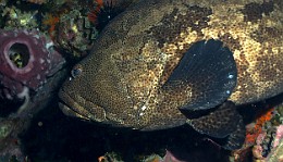 Thailand 2015 - Ko Tao - Merou Marron - Epinephelus fuscoguttatus _IMG_3618_rc